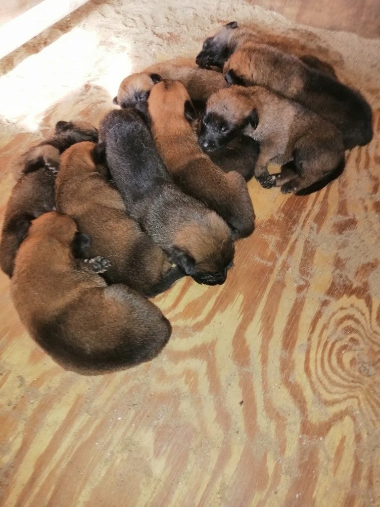 mechelse herder pups, België, Particulier, CDV (hondenziekte), 8 tot 15 weken