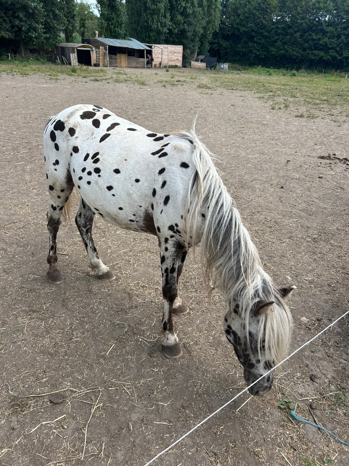 appaloosa, Dieren en Toebehoren, Ruin