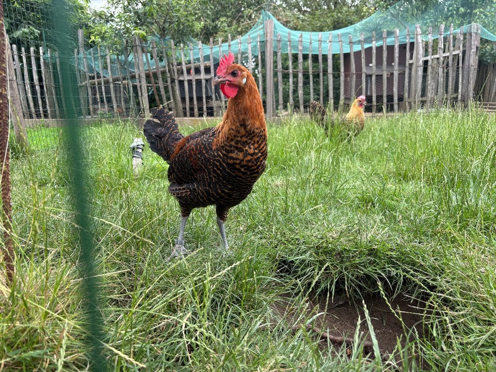 Goudbrakel hen en haan
