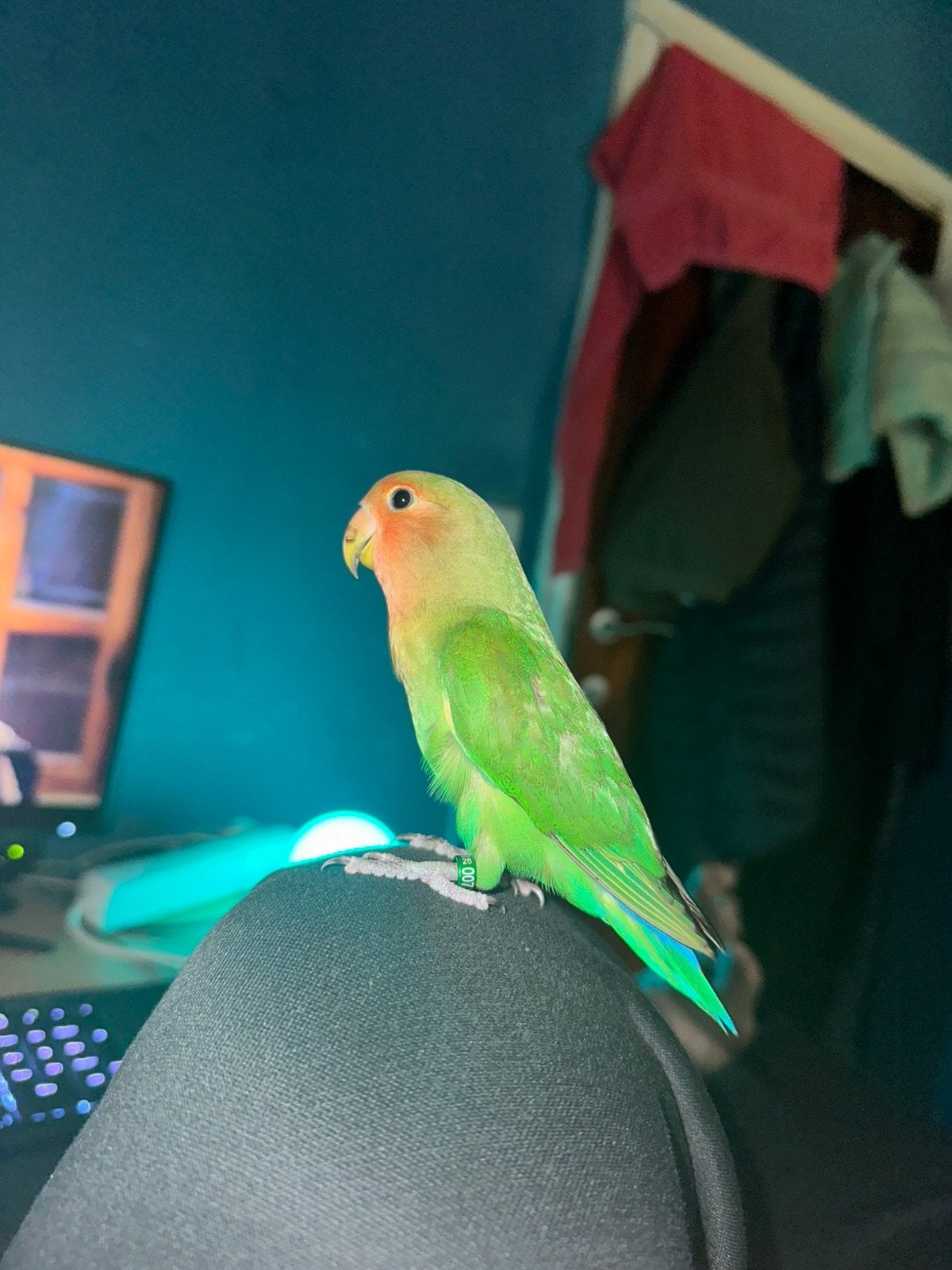 Oiseau d'amour perdu, Perruche, Domestique