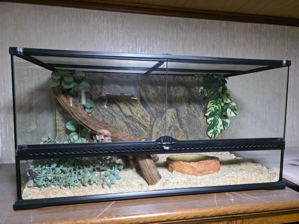 Terrariums, Animaux & Accessoires, Reptiles & Amphibiens | Accessoires, Enlèvement