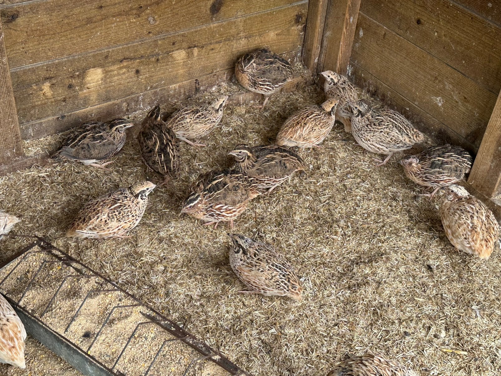 Japanse kwartels hennen en hanen, Dieren en Toebehoren, Pluimvee