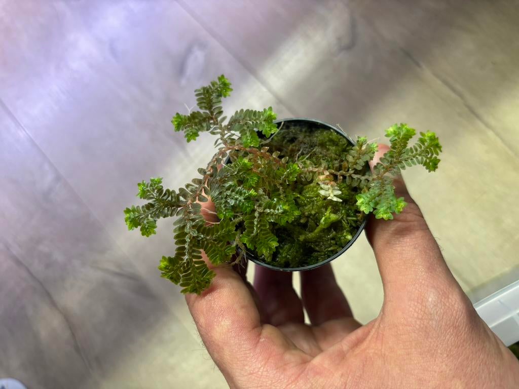Terrarium plant (selaginella sp ecuador bronz), Dieren en Toebehoren, Ophalen of Verzenden, Nieuw, Tak, Plant, Rots of Steen
