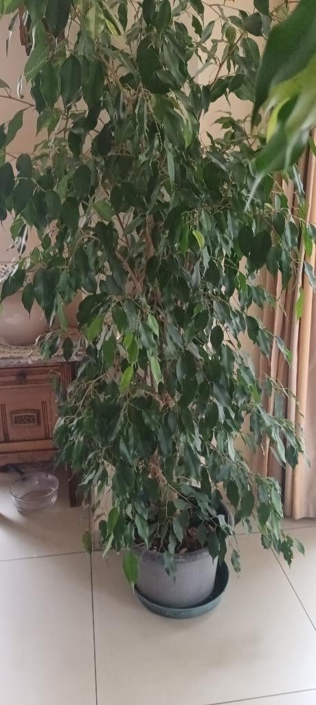kamerplant, Huis en Inrichting, Kamerplanten, Groene kamerplant, Ophalen, Ficus, 150 tot 200 cm