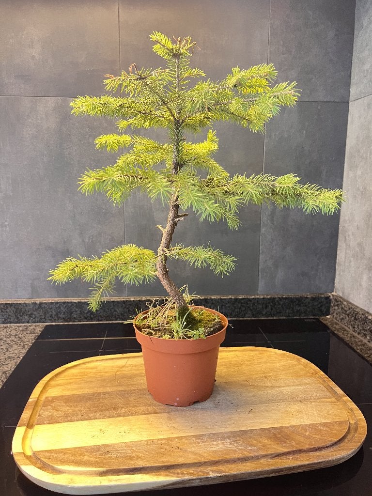 Pre-bonsai, Ophalen, Conifeer, Struik, Minder dan 100 cm