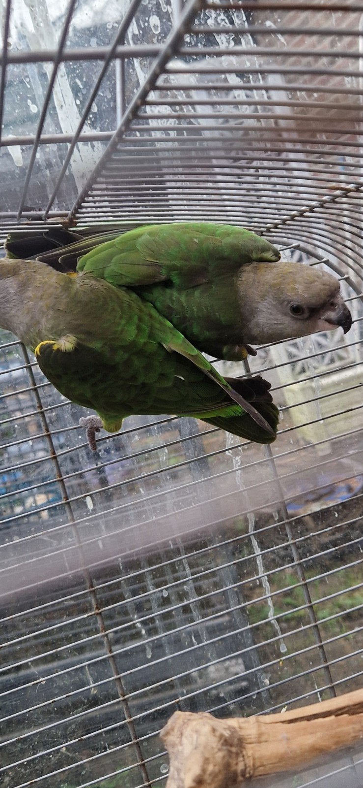 bruinkop papagaaien, Meerdere dieren, Papegaai, Geringd