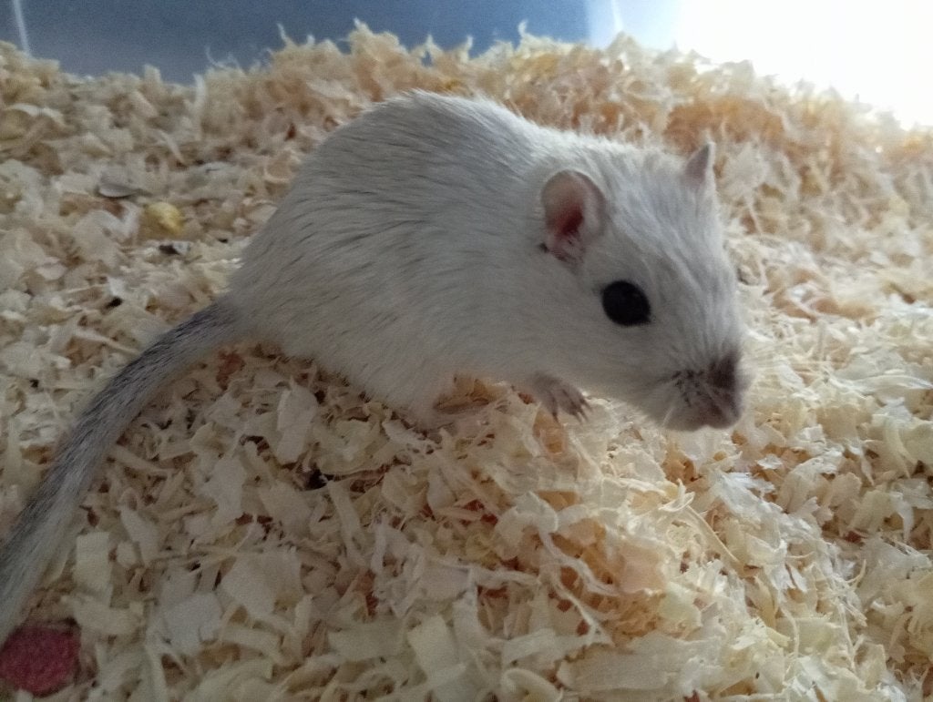 Vrouwelijke gerbil, Dieren en Toebehoren, Maart, Vrouwelijk, Overige typen