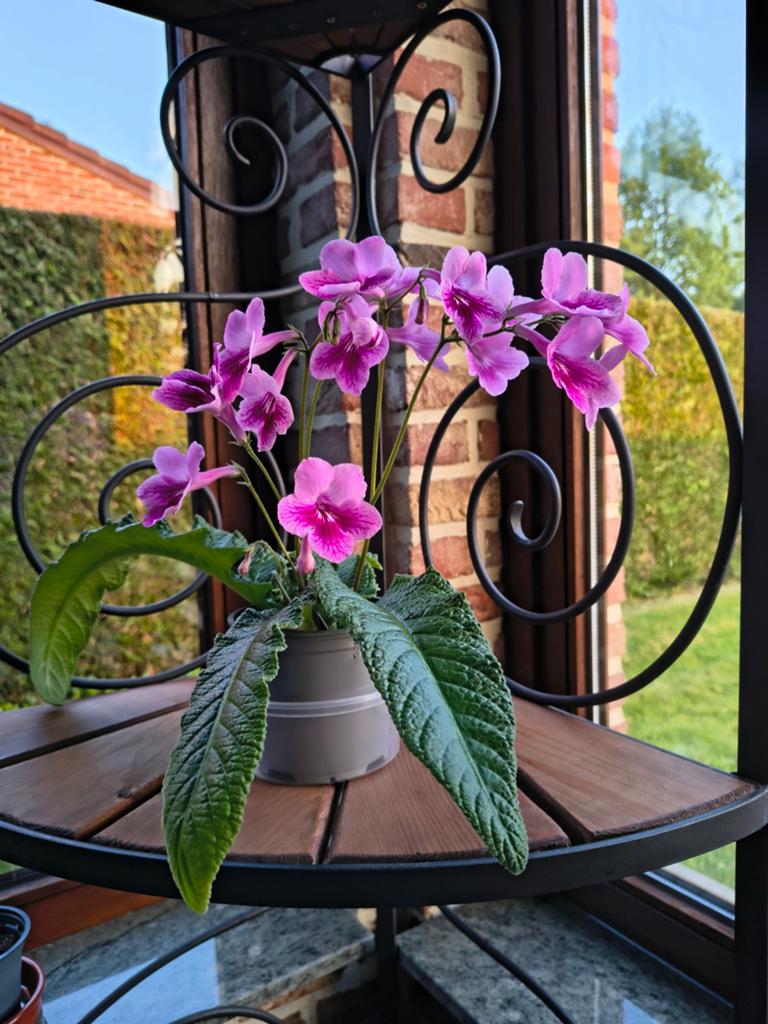 Wie wil ruilen - Streptocarpus, Ophalen of Verzenden