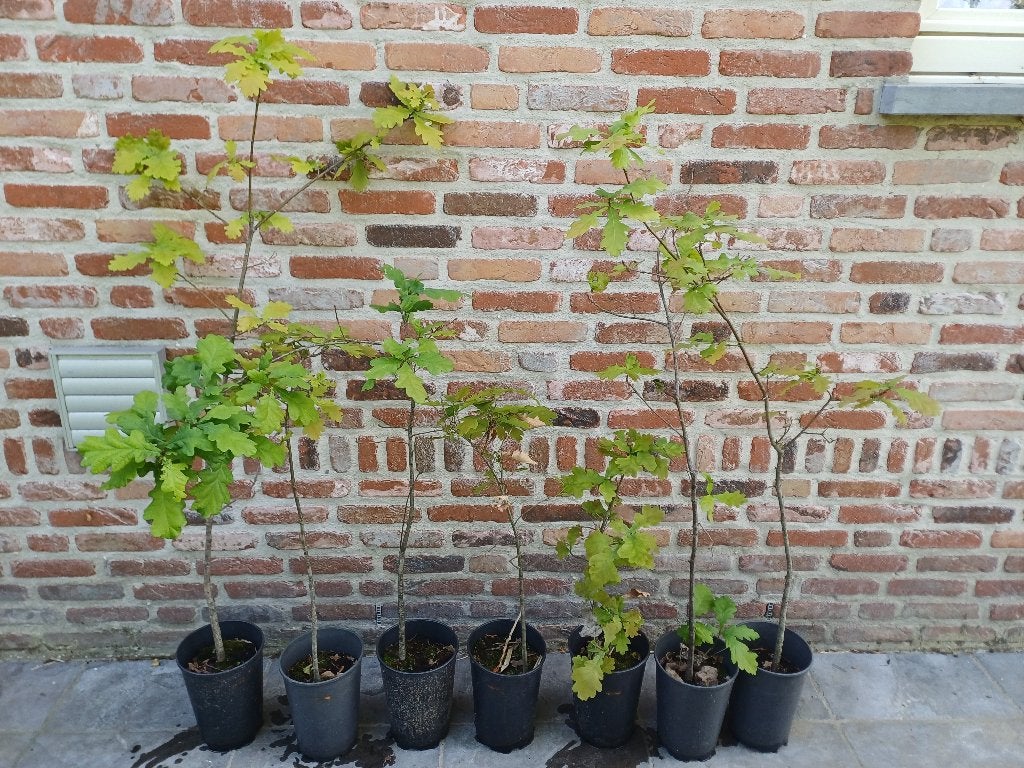 Eikenboom 2 liter pot, Tuin en Terras, Ophalen, In pot, Overige soorten, Minder dan 100 cm