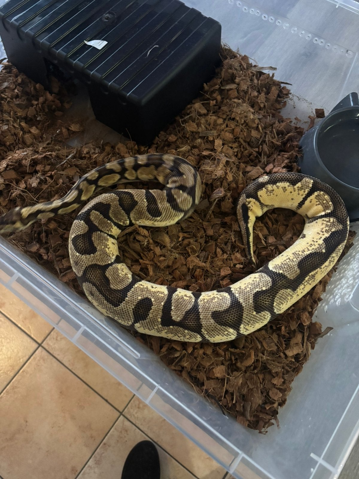 Python regius super enchi pastel