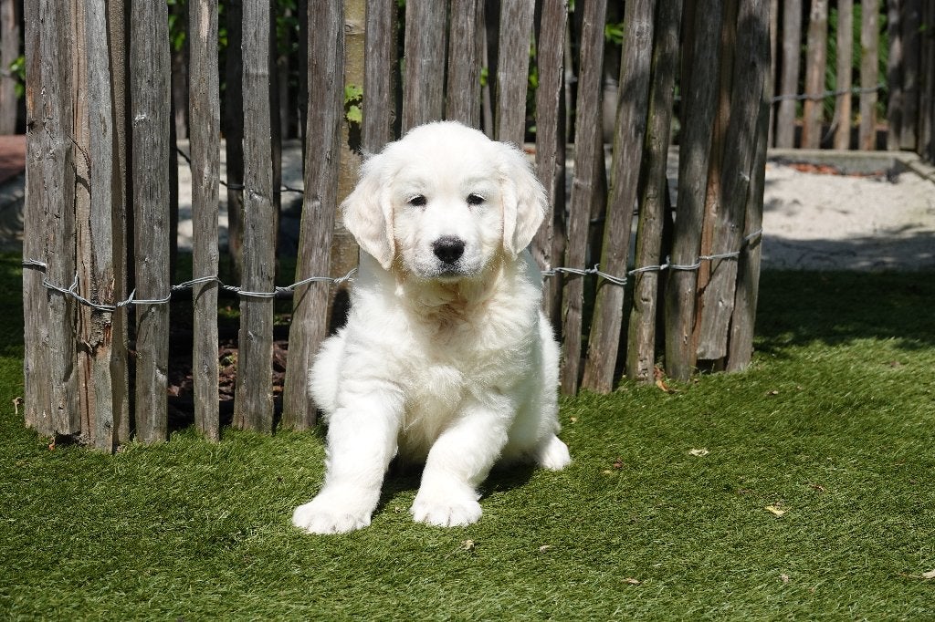 Prachtige Golden Retriever pups, met stamboom, Dieren en Toebehoren, Golden retriever, België, Parvo, 8 tot 15 weken