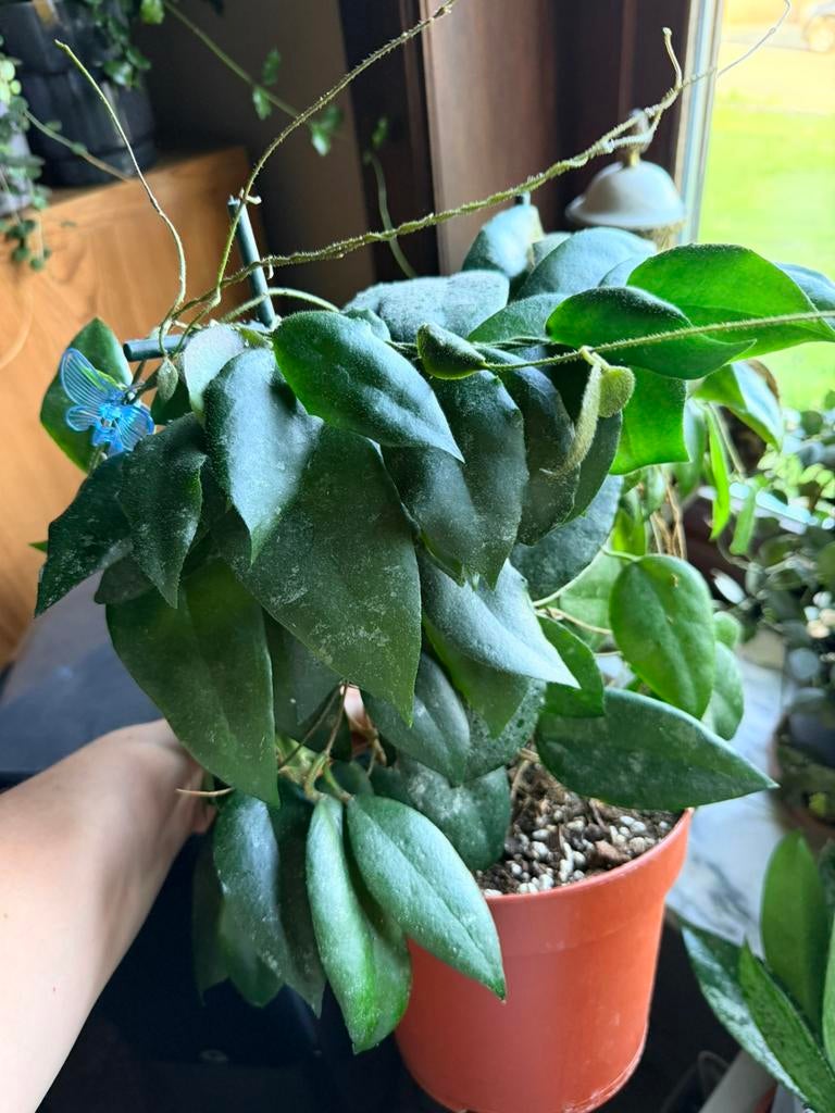 Hoya pakket (12 verschillende), Huis en Inrichting, Kamerplanten, Ophalen of Verzenden
