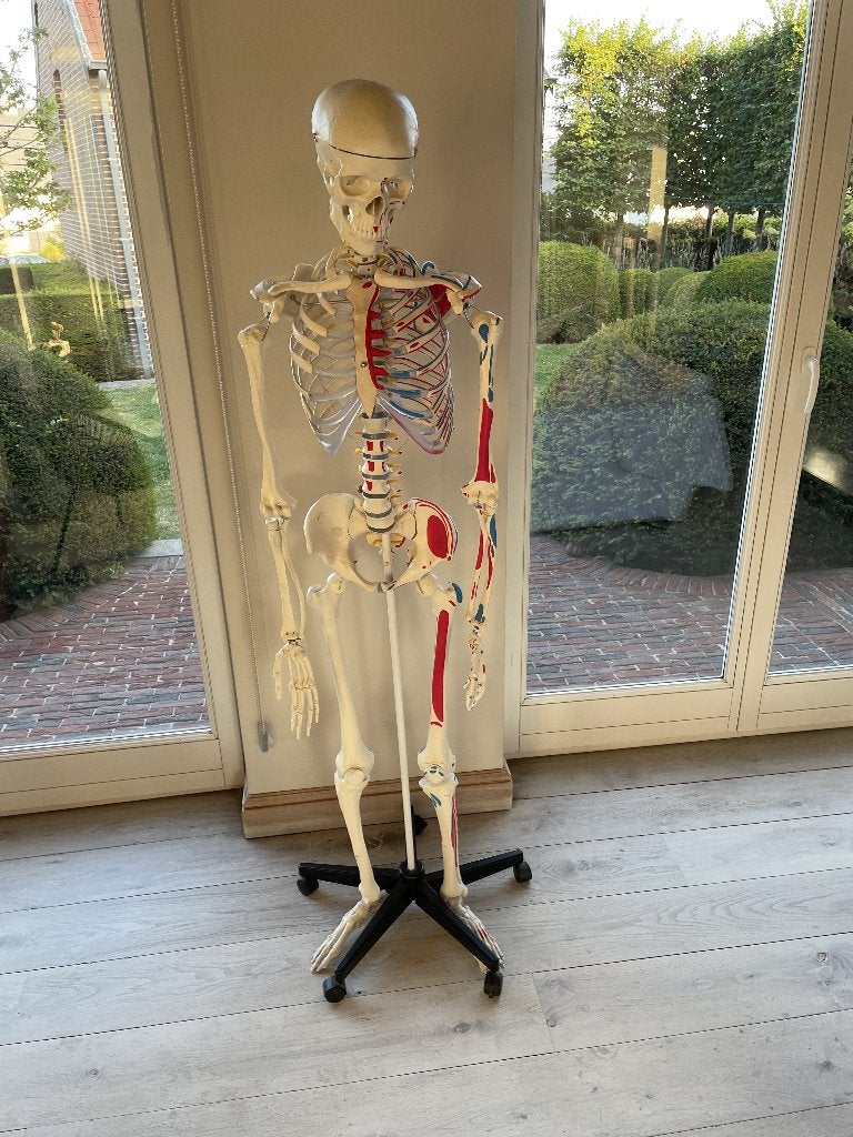 Anatomisch skelet met origo en insertie van spieren, Diversen, Ophalen, Zo goed als nieuw