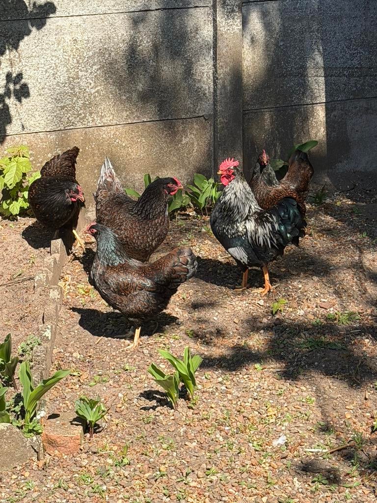 4 Kippen en 1haan barnevelder