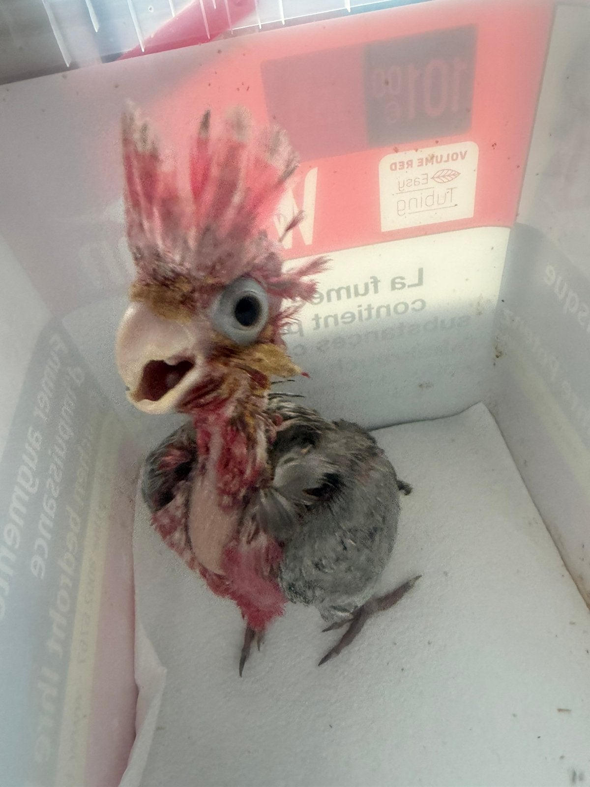 Roze kaketoe, Dieren en Toebehoren, Vogels | Parkieten en Papegaaien, Tam