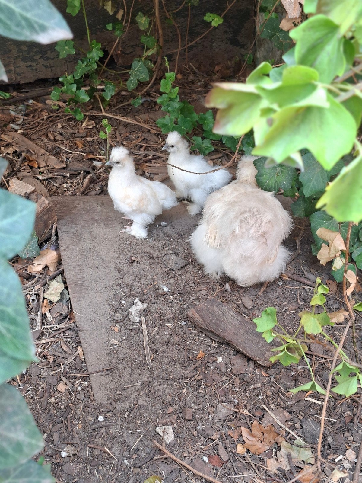 Toompje van 4 zijdehoenders, Dieren en Toebehoren