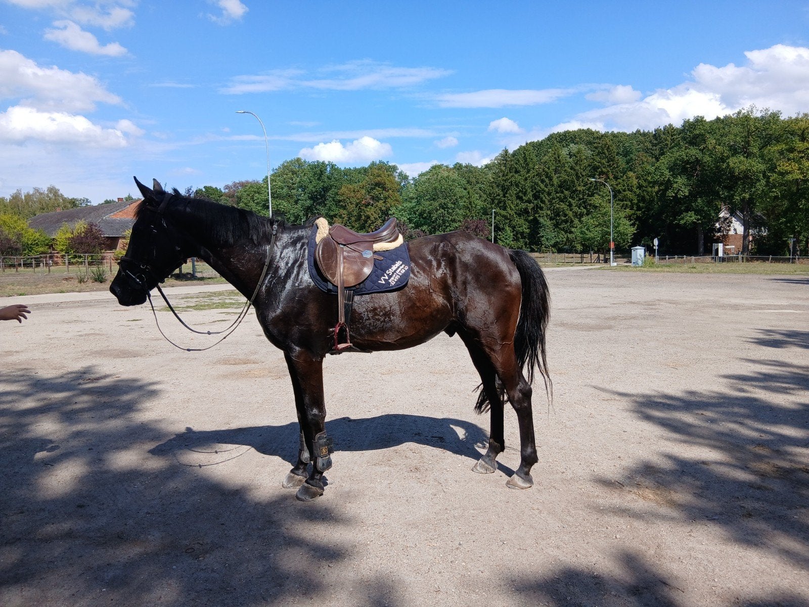 kei lieve mooie ruin, Dieren en Toebehoren, Paarden, Ruin