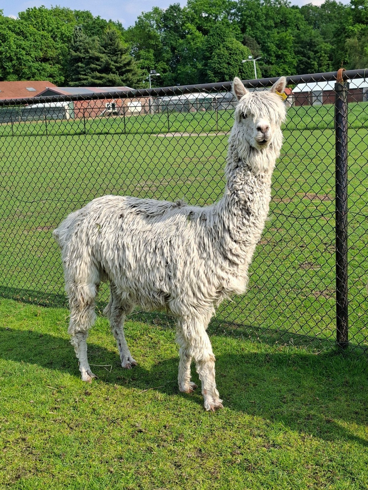 alpaca suri merrie wit, Dieren en Toebehoren, Juni, Vrouwelijk