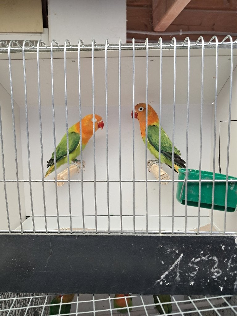 Opaline fischeri, agaporniden, parkieten, vogels, Dieren en Toebehoren, Meerdere dieren, Dwergpapegaai of Agapornis, Geringd