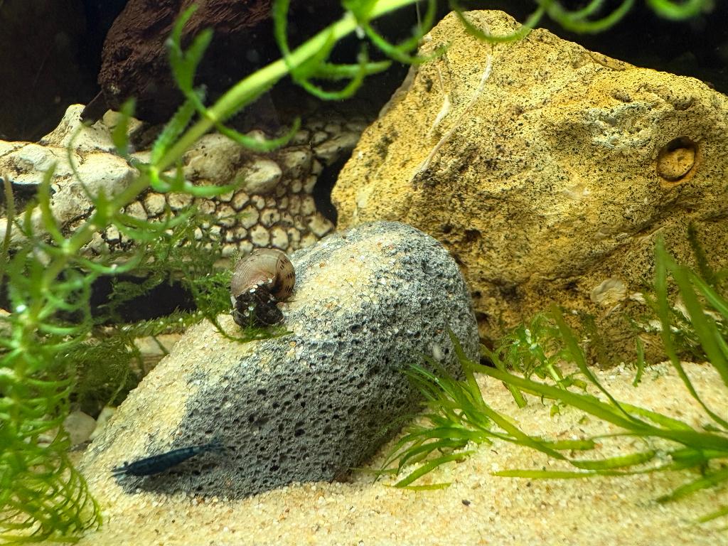 Maleïsische puntslak / torenslak, Ophalen, Nieuw, Overige typen