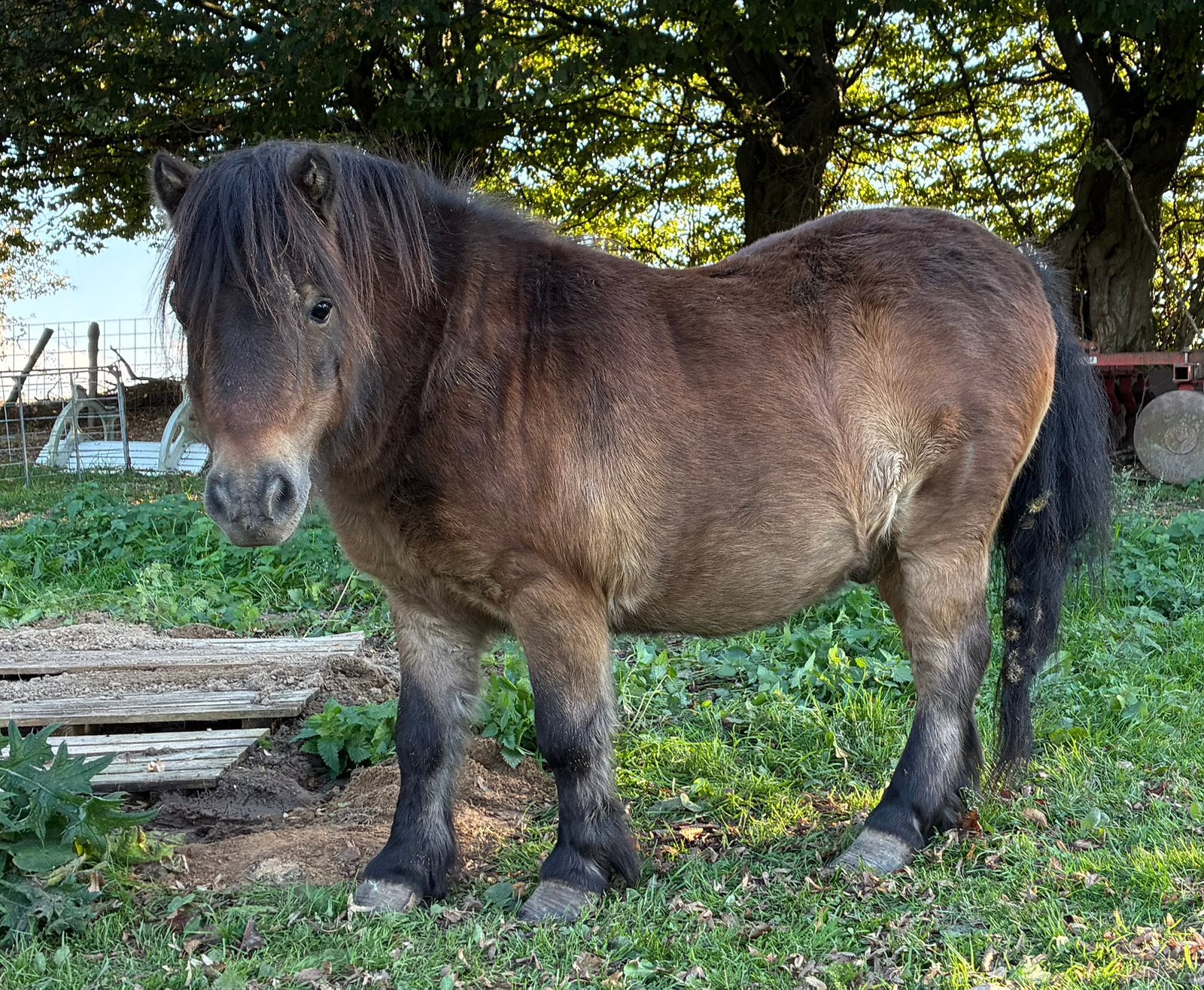 Shetland pony ruin te koop, Dieren en Toebehoren, Ruin