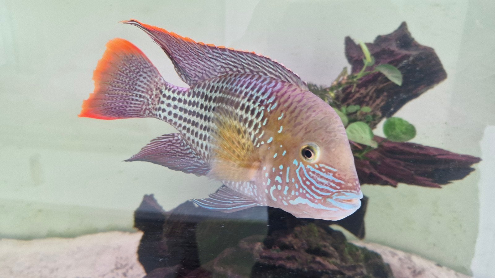 geophagus, green terror en silver dollars te koop