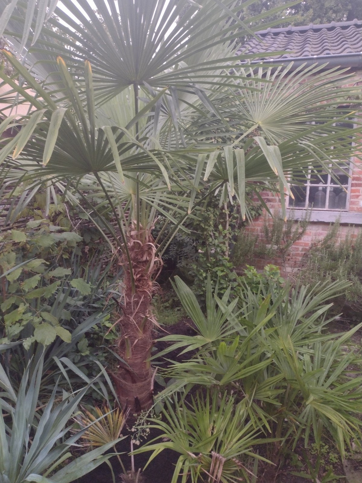 palmboom Fortunae, Jardin & Terrasse, Plantes | Arbres, Enlèvement, Palmier