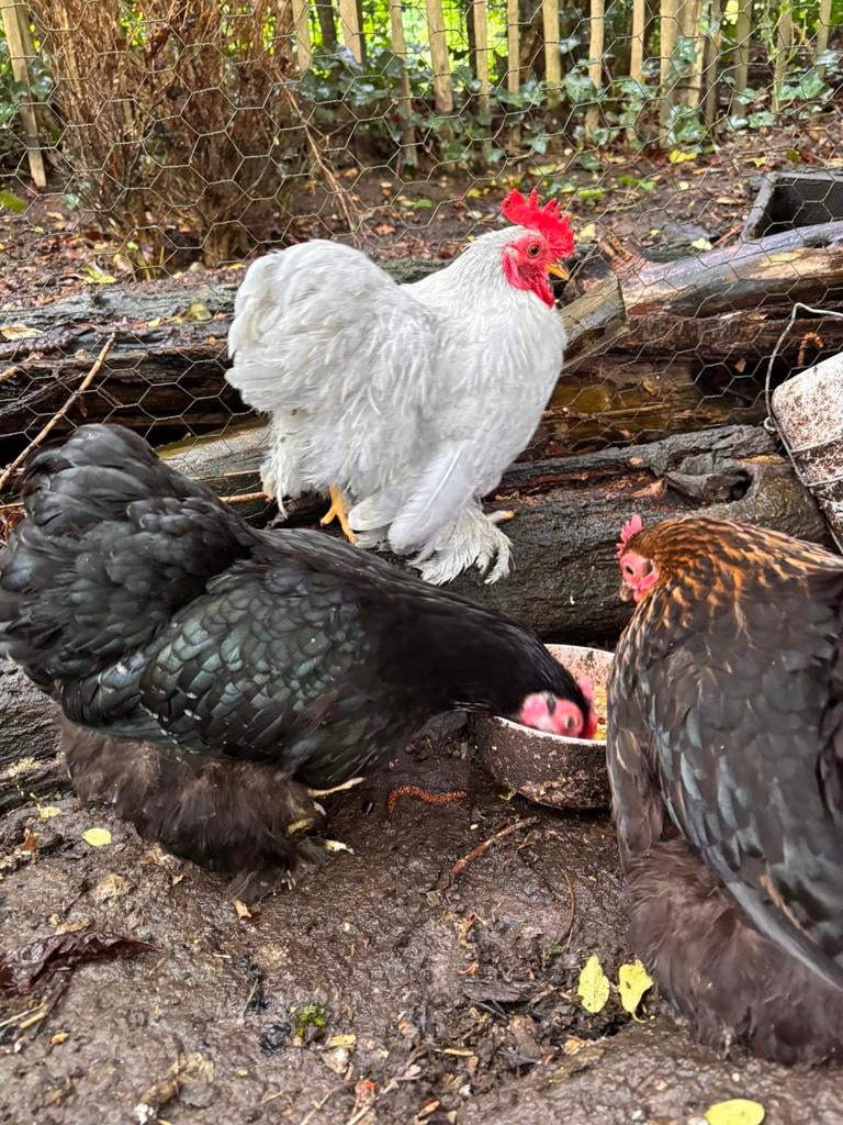 Jeune coq Bantam de Pékin, Dieren en Toebehoren, Pluimvee, Mannelijk, Kip