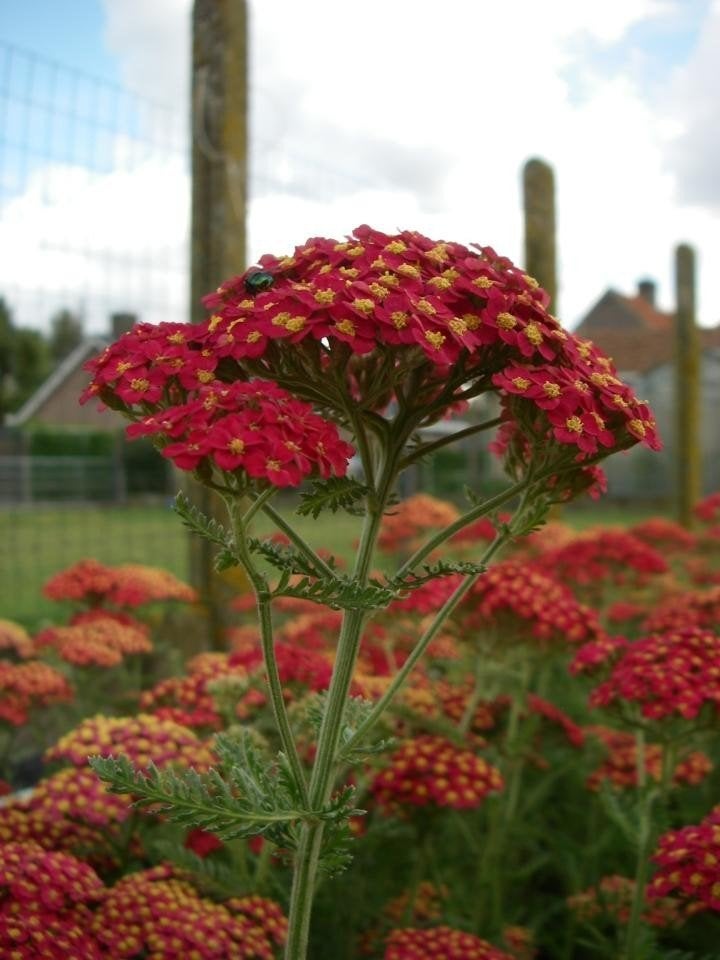 Achillea millefolium 'Paprika', Tuin en Terras, Ophalen, Zomer, Vaste plant, Volle zon