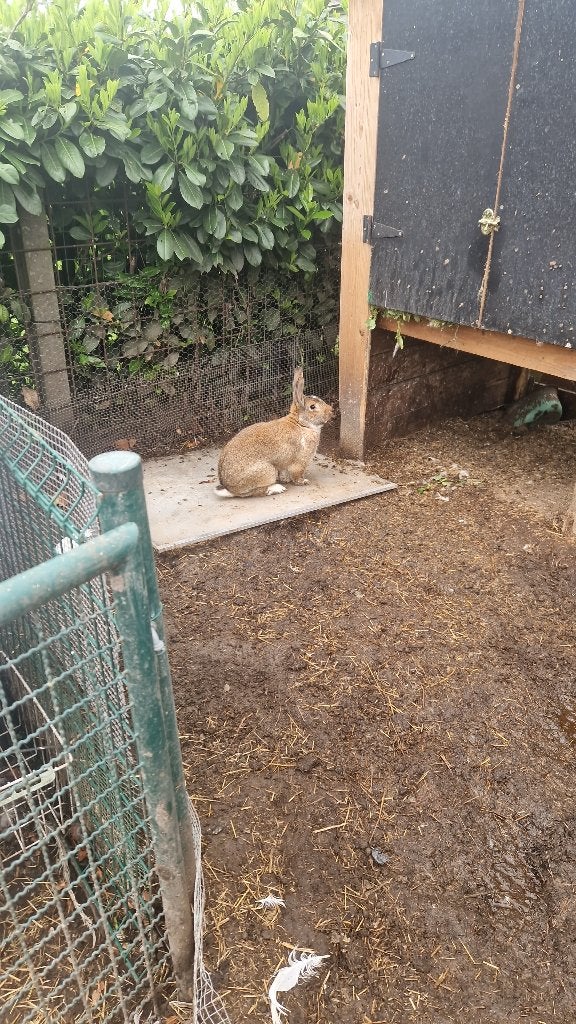 Vlinder Konijnen groot vlees en gezelschap, Dieren en Toebehoren, Konijnen, Groot