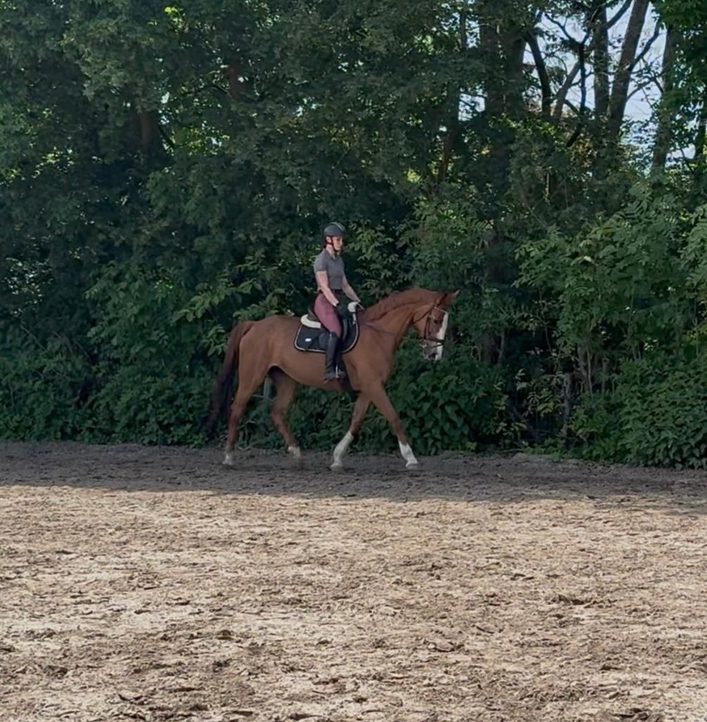 Lieve 16 jarige merrie,recreatiepaard,manegepaard,fokmerrie, Dieren en Toebehoren, Merrie, 160 tot 165 cm, 11 jaar of ouder, Recreatiepaard