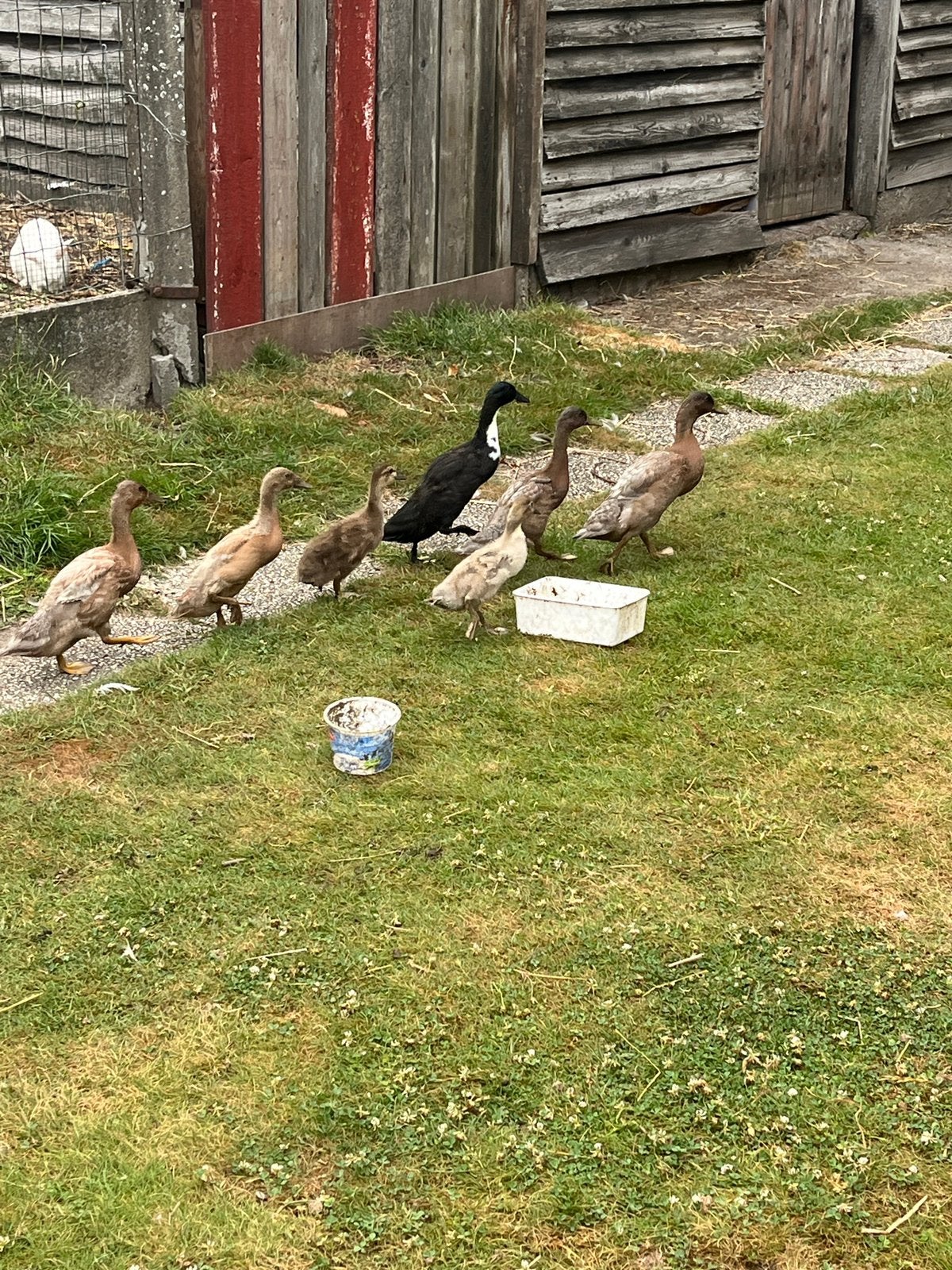 Eendje, Dieren en Toebehoren, Pluimvee