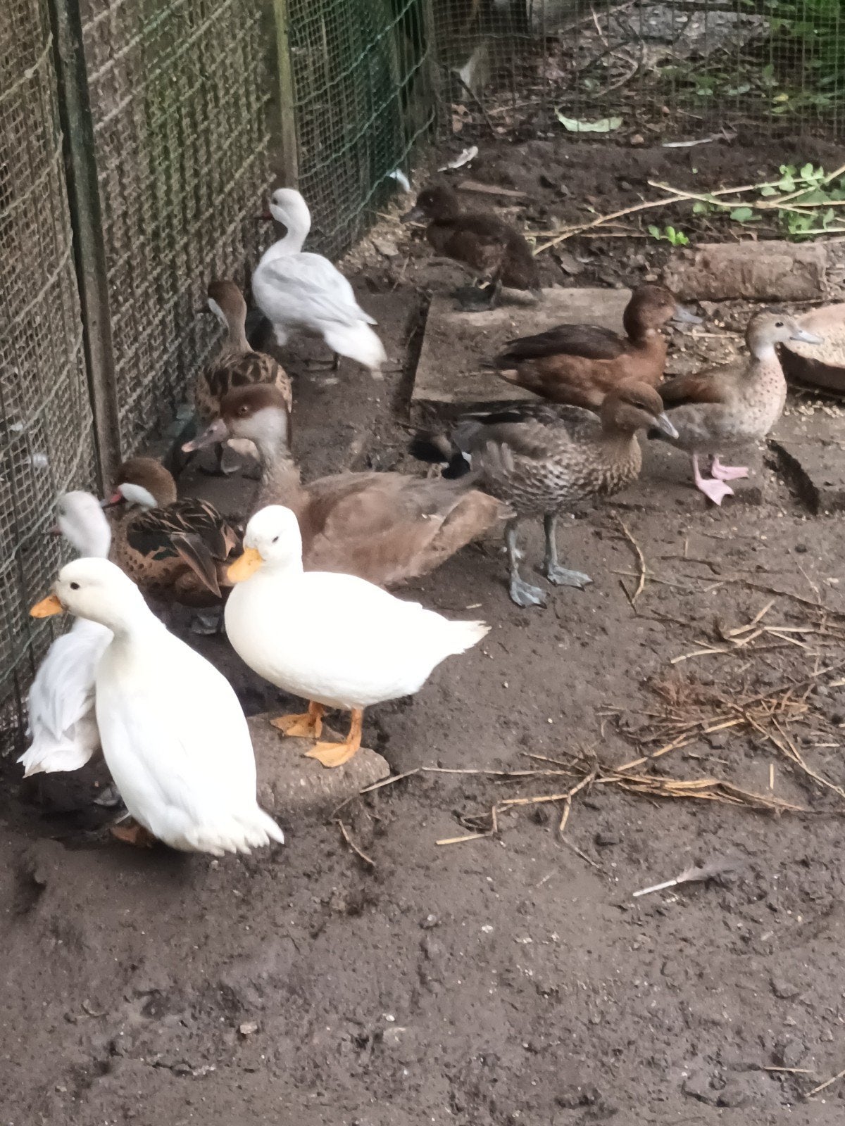 canards d'ornement, Animaux & Accessoires, Mâle