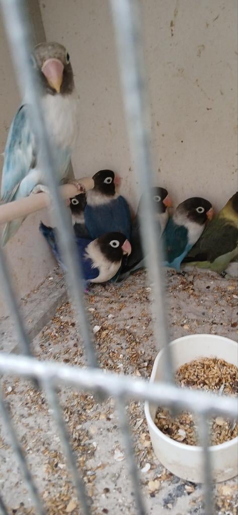 Personata.s  kweekrijp slaty turquoise 45 stuk, Dieren en Toebehoren