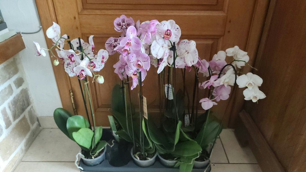 AV. MAGNIFIQUE ORCHIDEES A 2 TIGES ET EN POT, Enlèvement, En pot