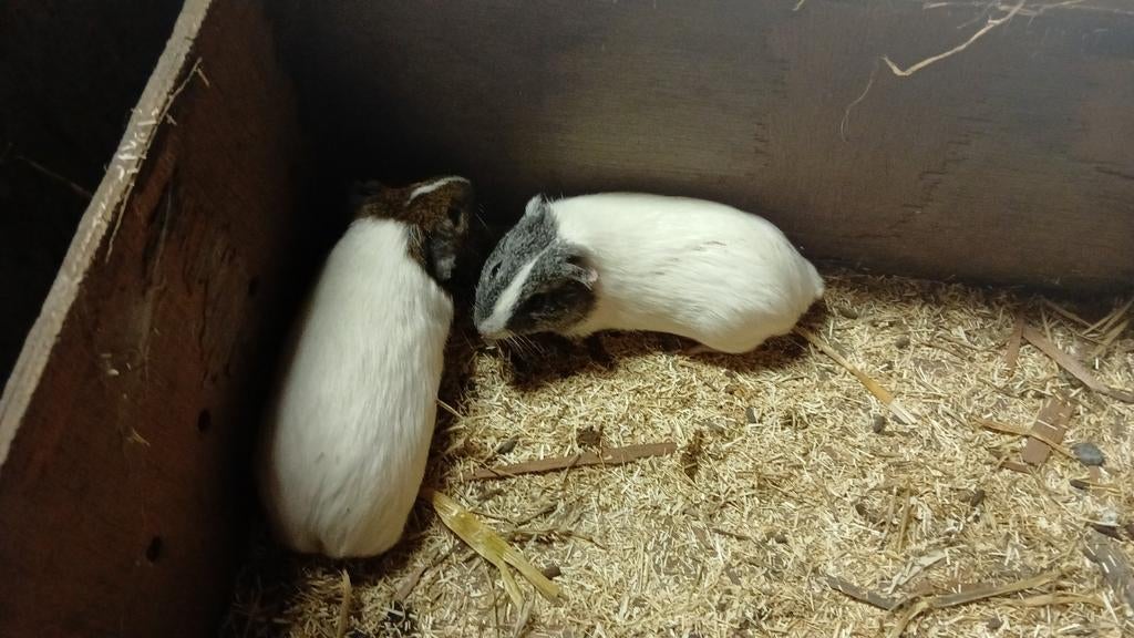 Cavia's, Dieren en Toebehoren, Februari