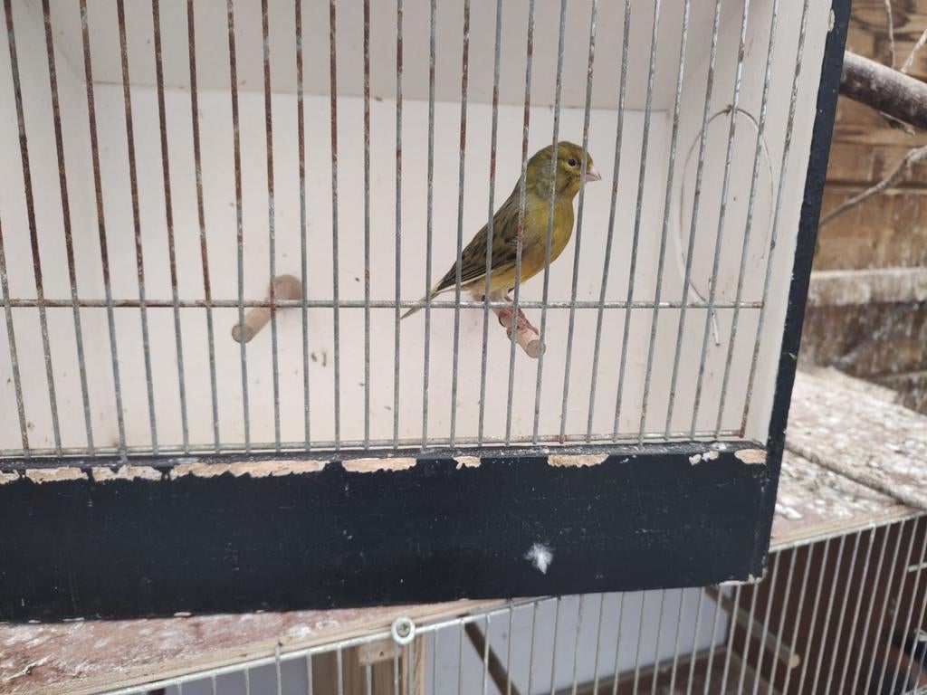 Vogels kanaries, Dieren en Toebehoren, Vogels | Kanaries