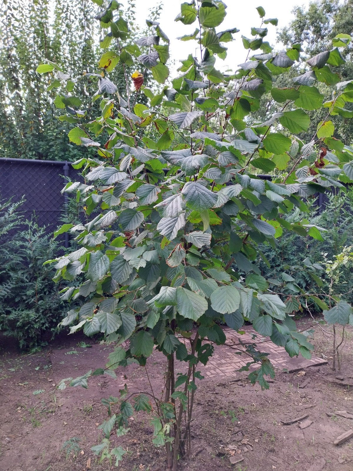 hazelaar, Ophalen, 100 tot 250 cm