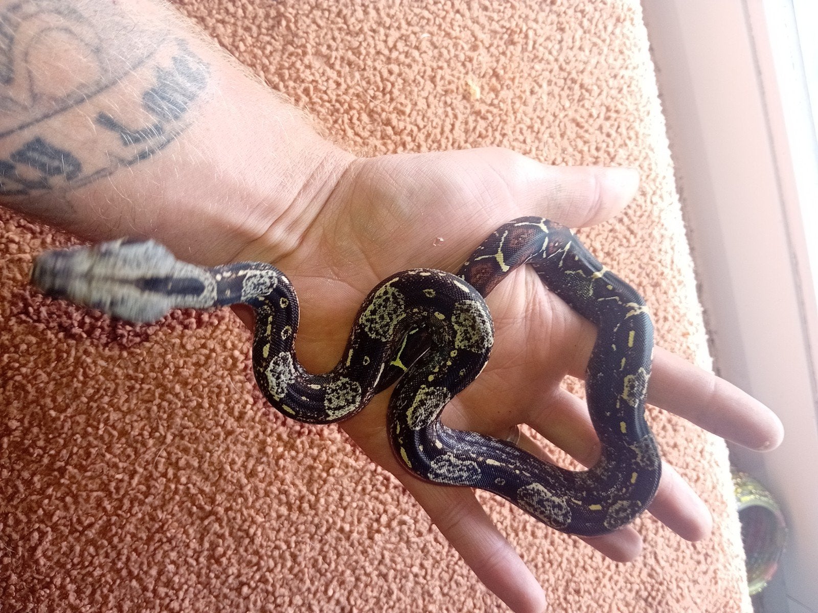 1.0 boa constrictor imperator, Dieren en Toebehoren