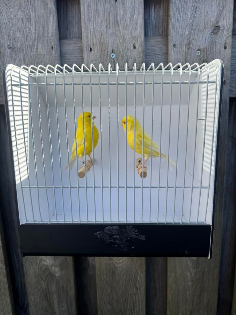 Koppel kanarie’s, Dieren en Toebehoren, Vogels | Kanaries, Meerdere dieren, Kleurkanarie