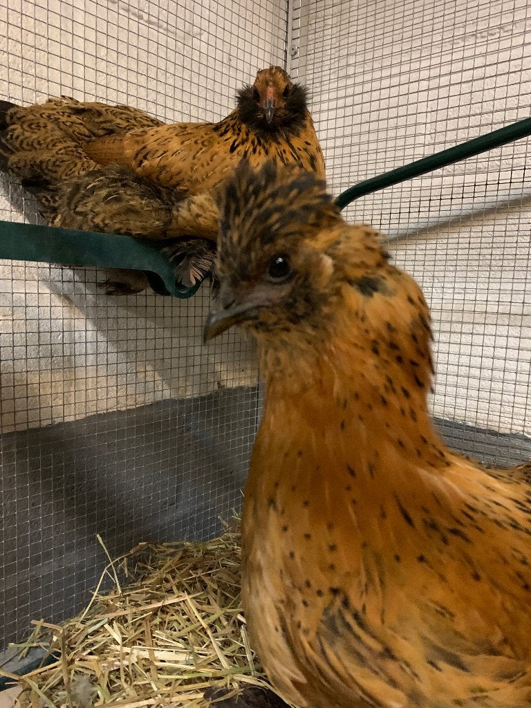 Diverse jonge hennen en hanen kriel gevaccineerd, Dieren en Toebehoren, Meerdere dieren, Kip