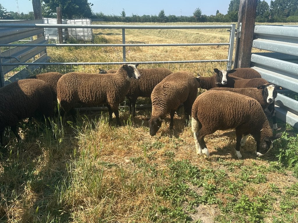 9 mooie Zwartbles ooilammeren, Dieren en Toebehoren, Schapen, Geiten en Varkens