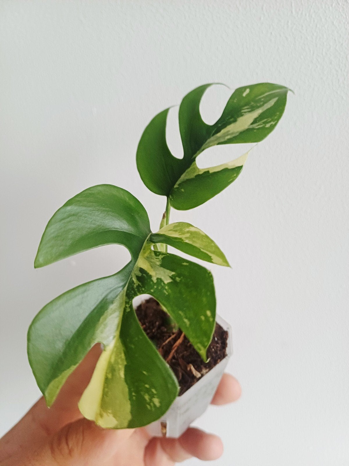 Rhaphidophora Tetrasperma Albo variegata, Overige soorten, In pot, Minder dan 100 cm, Groene kamerplant