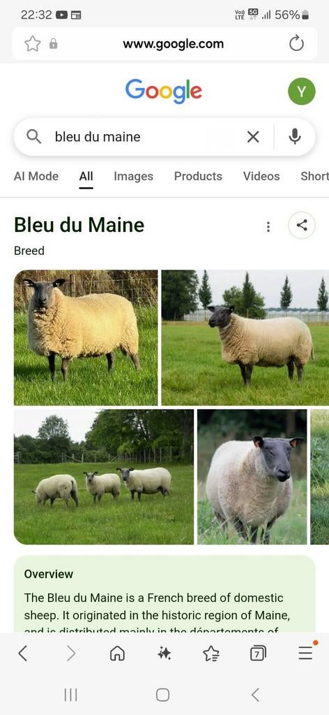 Ik zoek een bleu du maine dekram of ramlam