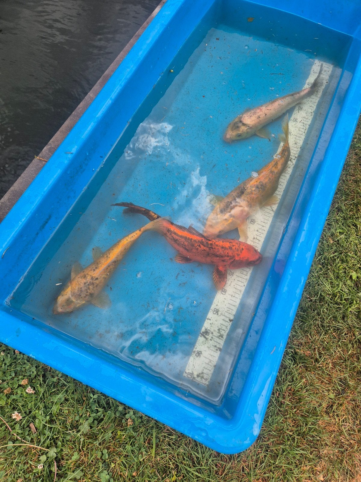 Koi kleine prijsjes, Dieren en Toebehoren