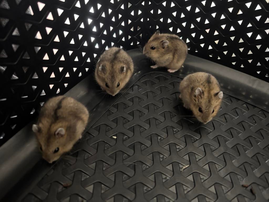 Russische Dwerghamsters, Dieren en Toebehoren, Hamster, Maart, Vrouwelijk, Tam