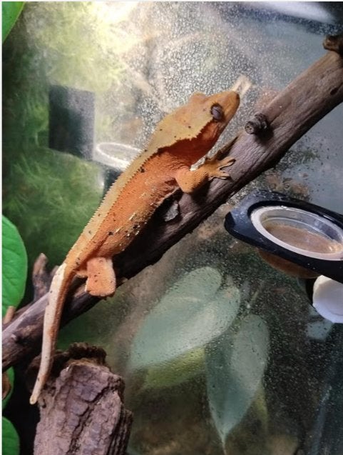 Crested Gecko (M) – Tangerine Dalmatian – €85, Hagedis, Tam, 0 tot 2 jaar