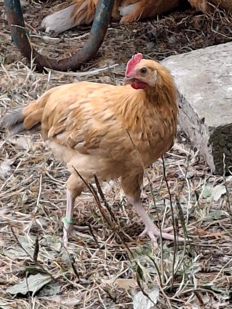 hanen, Dieren en Toebehoren, Overige soorten