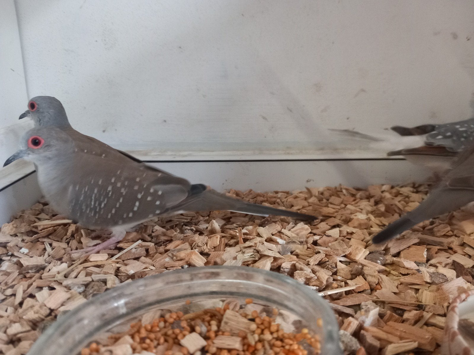 mooi koppel diamantduifjes, Dieren en Toebehoren, Meerdere dieren, Tropenvogel, Geringd