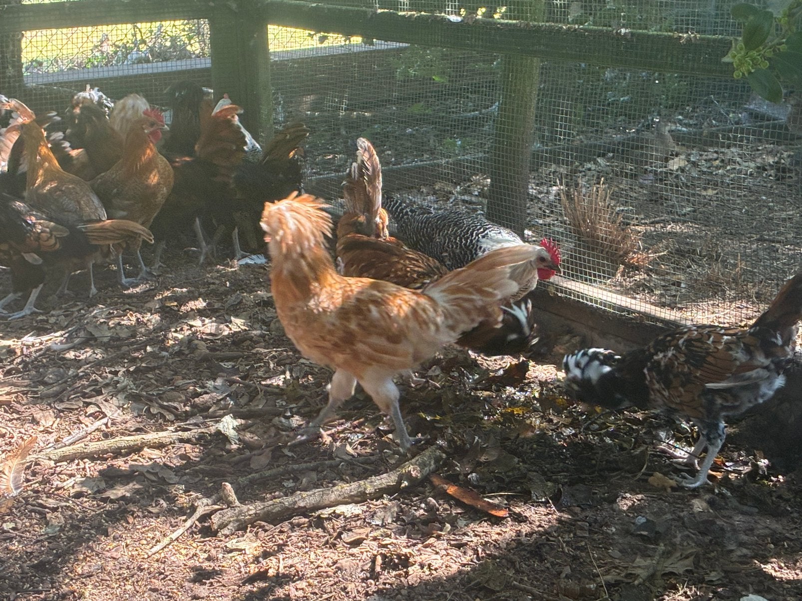 8 padua hanen verscillende kleuren, Dieren en Toebehoren